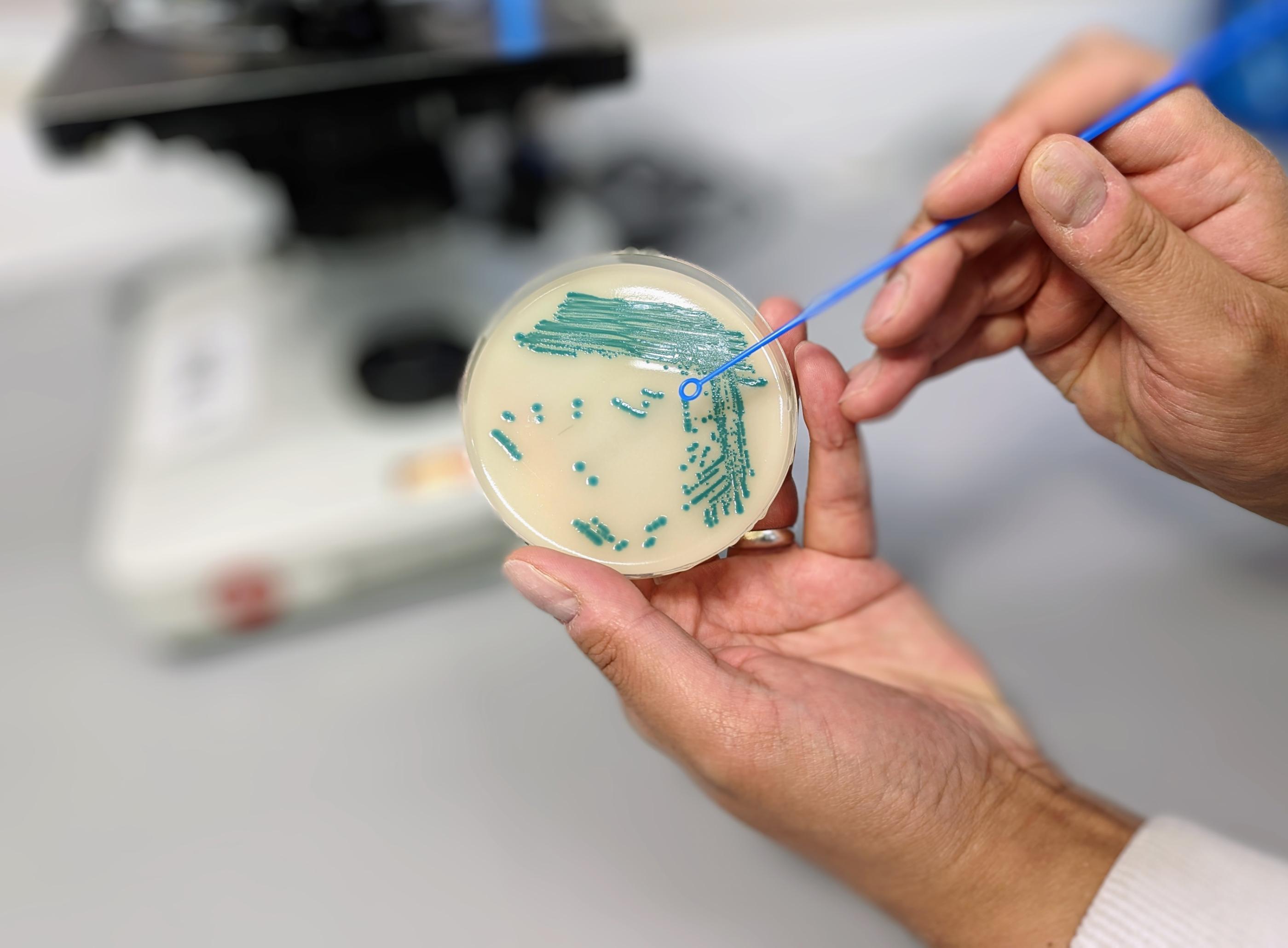 SMS Labs One Broth One Plate Salmonella Method Tentamus