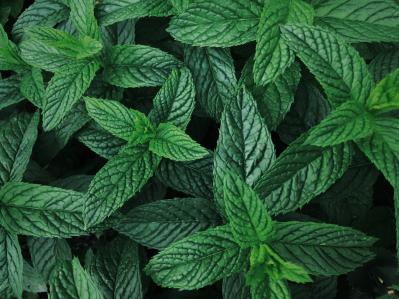 Necessary Tests Herbs Food Safety Tentamus