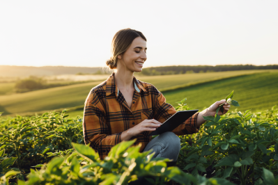 Farmer examining crop leaves while using a tablet in an agricultural field at sunset.
